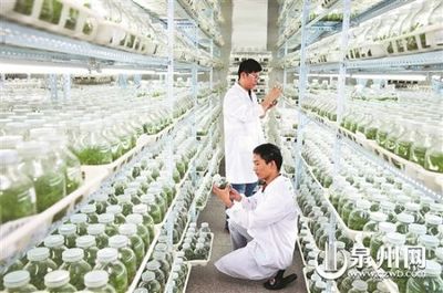 晉江 持續(xù)創(chuàng)新轉型，在農業(yè)科研領域繼續(xù)扛旗領跑